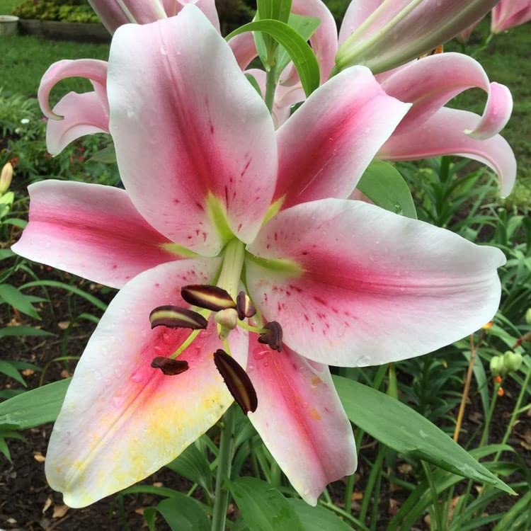 Perfume Lily Flower Seeds For Planting And Gardening