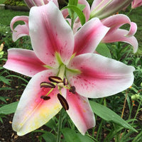 Perfume Lily Flower Seeds For Planting And Gardening