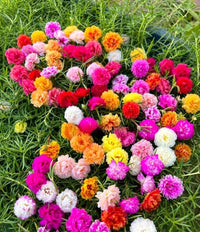 Moss Rose Seeds Colorful Garden Flower for Home Planting