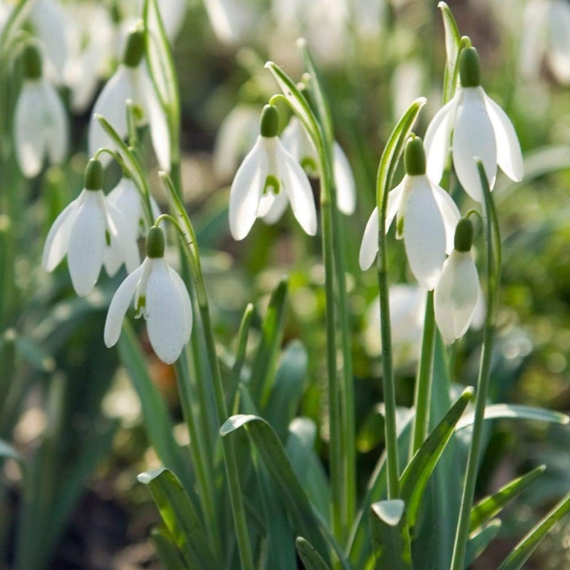 White Galanthus Flower seeds for Planting Easy to Grow Heirloom & GMO Free Seeds for Home Garden
 
 Sale seeds for home garden planting