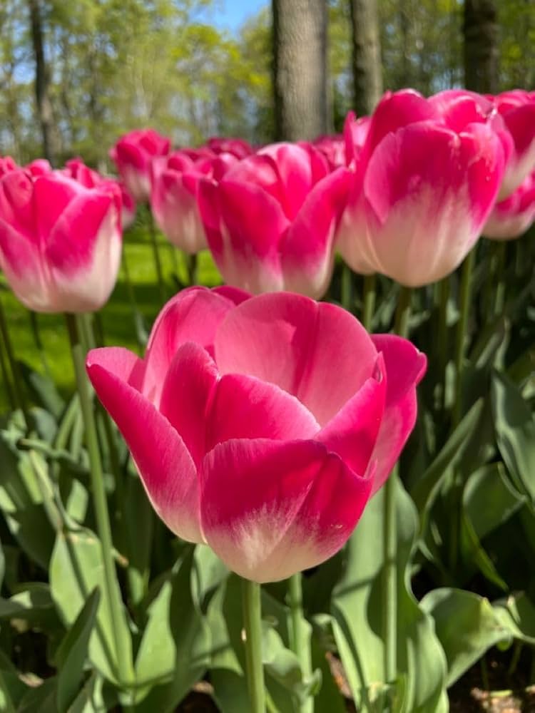 Deep Pink Tulip Flower seeds for Planting Perfect for Borders Heirloom & GMO Free Seeds for Home Garden 
 
 Sale