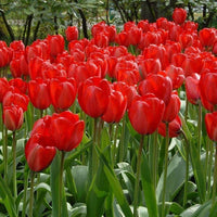 Red Tulip Seeds for Planting and Flowering Garden