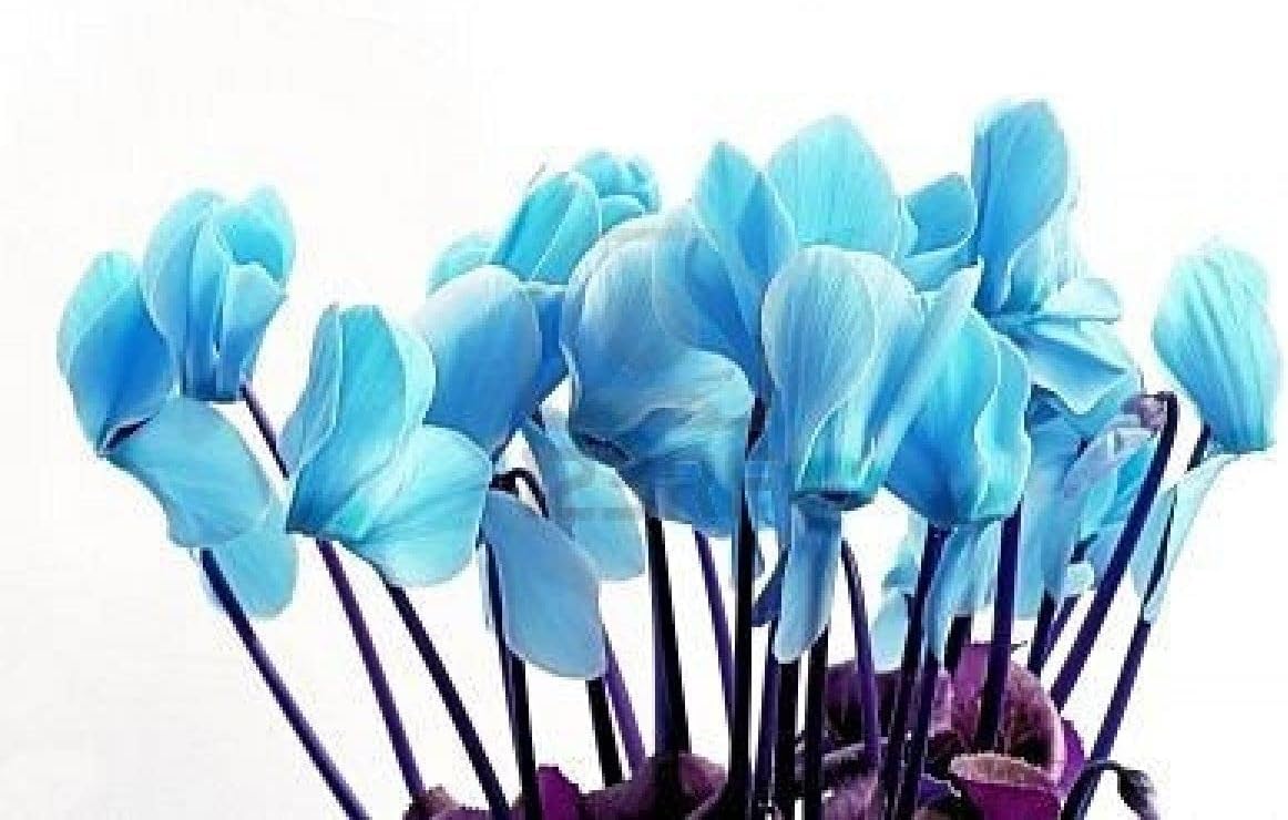 Sky Blue Cyclamen Flower seeds for Planting Easy to Grow Heirloom & GMO Free Seeds for Home Garden