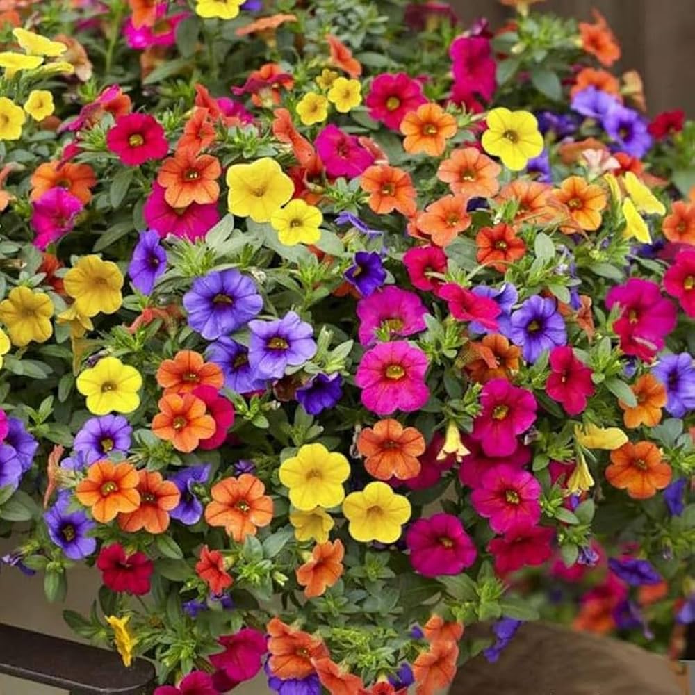 Petunia Petunia spp. Seeds for Planting in Flower Bed and Garden House