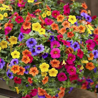 Petunia Petunia spp. Seeds for Planting in Flower Bed and Garden House