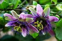 Purple Passiflora Flower seeds for Planting - Cut Flower Favorite, Heirloom & GMO Free Seeds for Home Garden