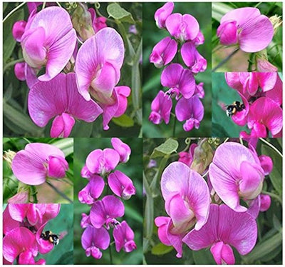 100 Pcs