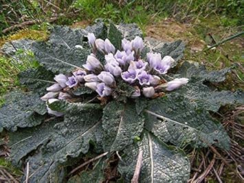 Black Mandrake Mandragora Autumnalis Flower Seeds – Heirloom Non-GMO for Garden Planting
 
 Sale seeds for home garden