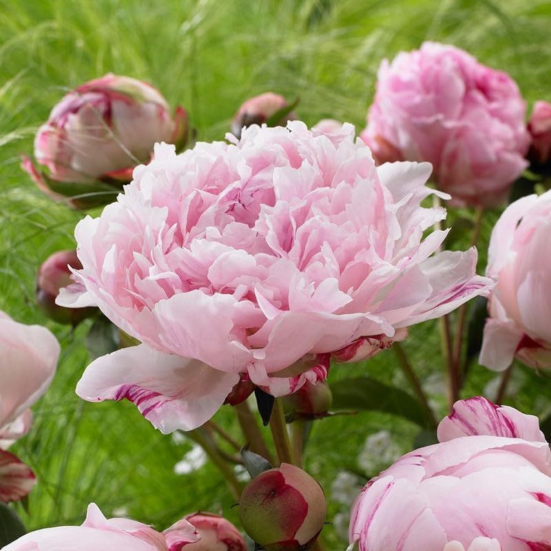 Stunning Peony Bulbs Mix – Elegant Colorful Garden Planting