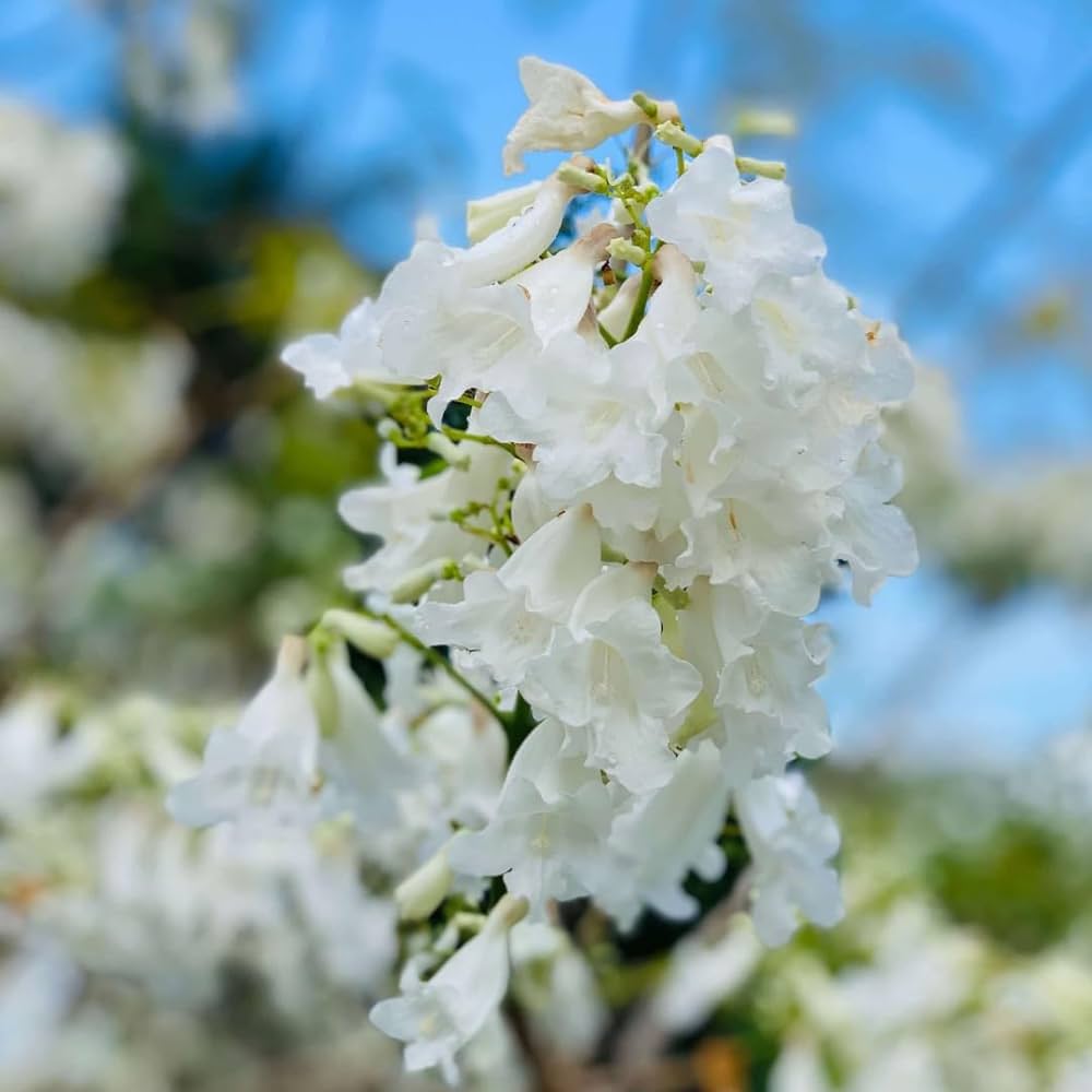 White Jacaranda Flower Seeds for Planting Pollinator Friendly Heirloom & GMO Free Seeds for Home Garden
 
 Sale