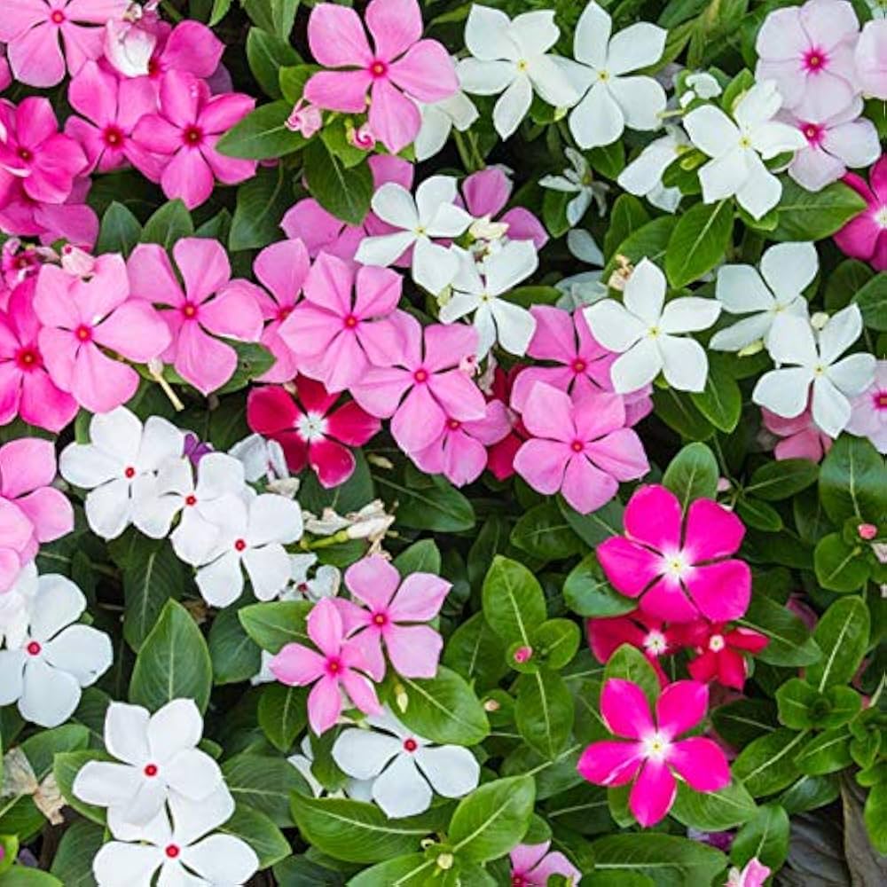 Vinca Mix Seeds for Planting  Colorful Annual Blooms for Your Garden