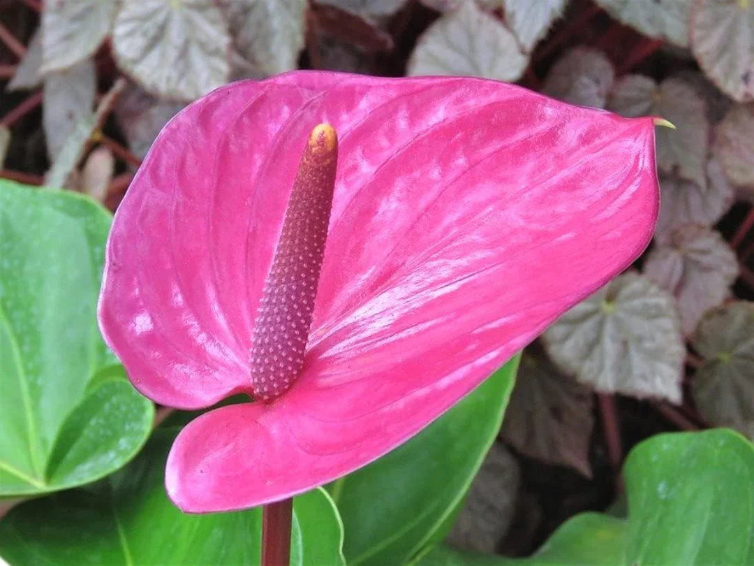 Pink Anthurium Flower seeds for Planting Pollinator Friendly Heirloom & GMO Free Seeds for Home Garden