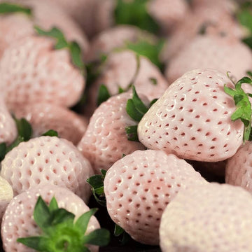 White Soul Strawberry (Fragaria vesca) Fruit Flower Berry Seeds