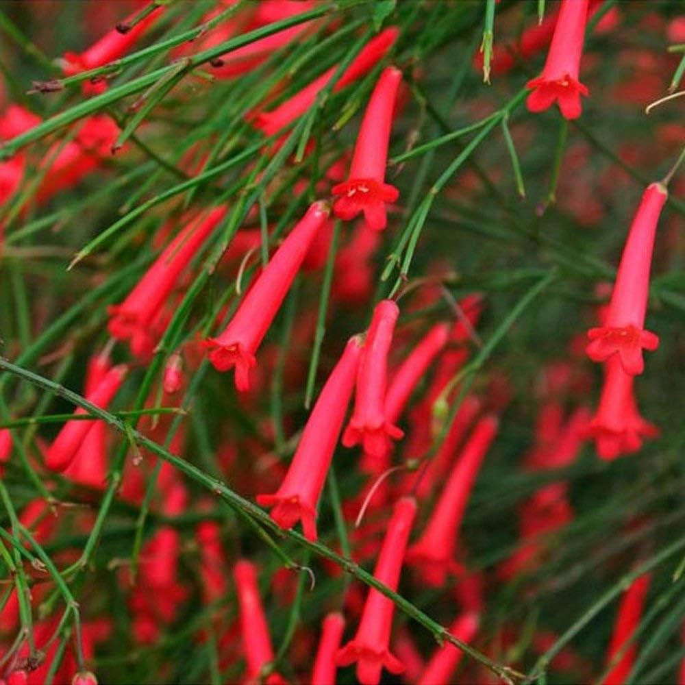 Russelia Flower seeds for Planting Sun Loving Heirloom & GMO Free Seeds for Home Garden