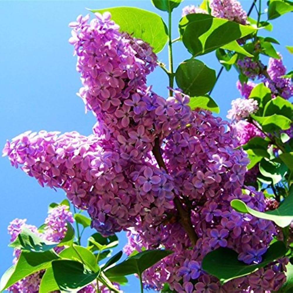 Purple Fragrant Flower seeds for Planting - Compact Growth, Heirloom & GMO Free Seeds for Home Garden
 
 Sale seeds for planting in home garden