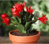 Deep Red Schlumbergera Flower seeds for Planting Long Bloom Season Heirloom & GMO Free Seeds for Home Garden
 
 Sale