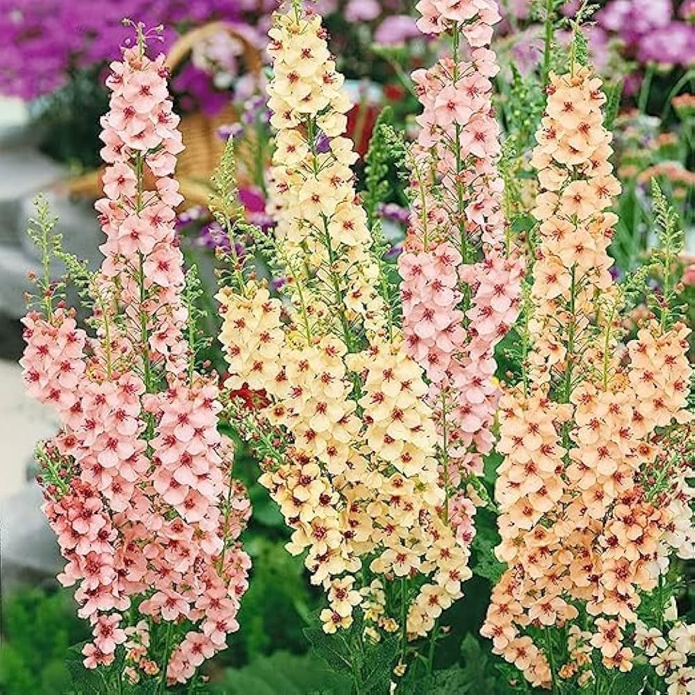 Oxtail Verbascum Flower seeds for Planting Premium Quality Heirloom & GMO Free Seeds for Home Garden