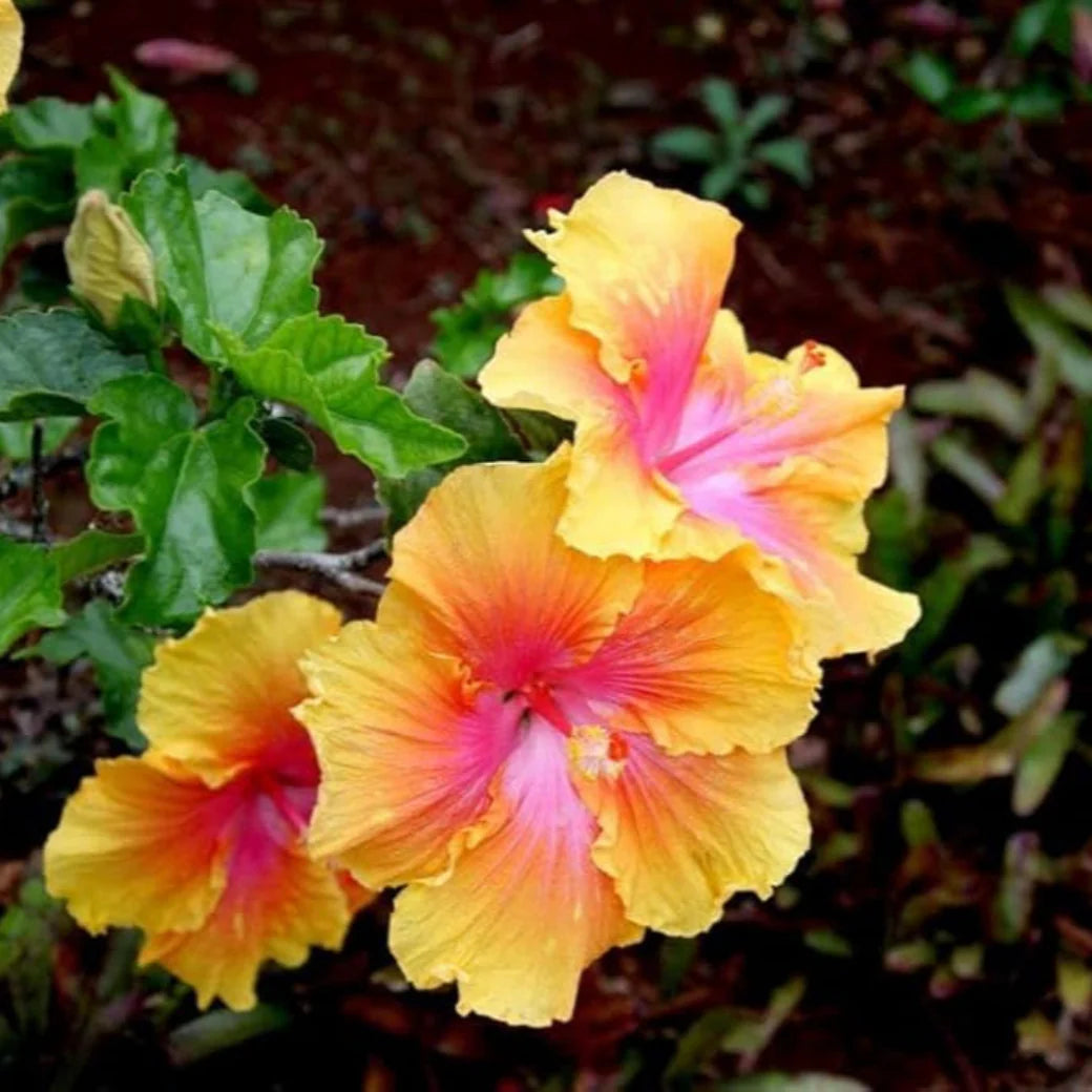 Yellow Red Hibiscus Flower Seeds for Planting Easy to Grow Heirloom & GMO Free Seeds for Home Garden
 
 Sale