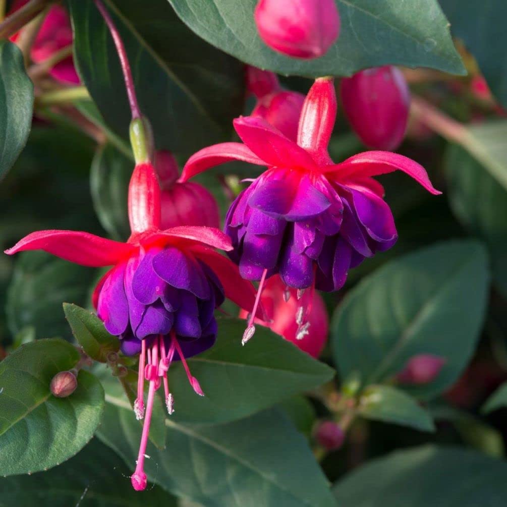 Red Pink Fuchsia Flower Seeds for Planting Garden Favorite Heirloom & GMO Free Seeds for Home Garden
 
 Sale