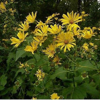Yellow Silphium Perfoliatum Flower seeds for Planting - Shade Tolerant, Heirloom & GMO Free Seeds for Home Garden