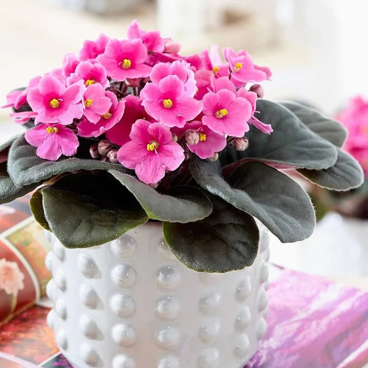 Pink & White Saintpaulia Flower seeds for Planting - Drought Tolerant, Heirloom & GMO Free Seeds for Home Garden