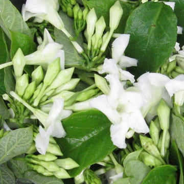Loroco Flower seeds for Planting - Shade Tolerant, Heirloom & GMO Free Seeds for Home Garden