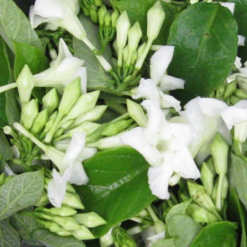 Loroco Flower seeds for Planting - Shade Tolerant, Heirloom & GMO Free Seeds for Home Garden