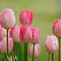 Tulip Light Pink Flower seeds for Planting - Garden Favorite, Heirloom & GMO Free Seeds for Home Garden