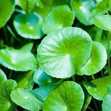Pennywort Gotu Kola Seeds for Planting – Heirloom Non-GMO Culinary Herb Vegetable Seeds