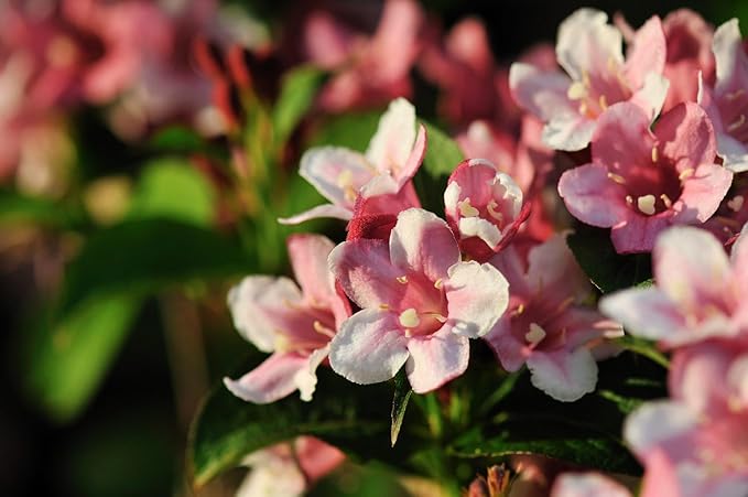 Pink Kolkwitzia Flower seeds for Planting - Drought Tolerant, Heirloom & GMO Free Seeds for Home Garden
 
 Sale seeds for home garden