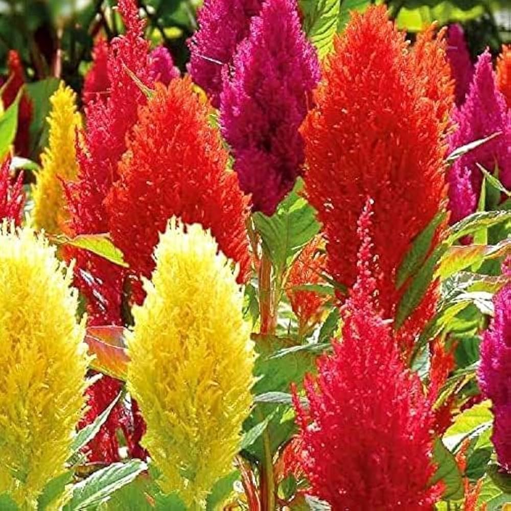 Plumed Flower seeds for Planting - Colorful Display, Heirloom & GMO Free Seeds for Home Garden