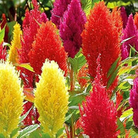 Mixed Celosia Argentea Flower seeds for Planting - Hardy Variety, Heirloom & GMO Free Seeds for Home Garden