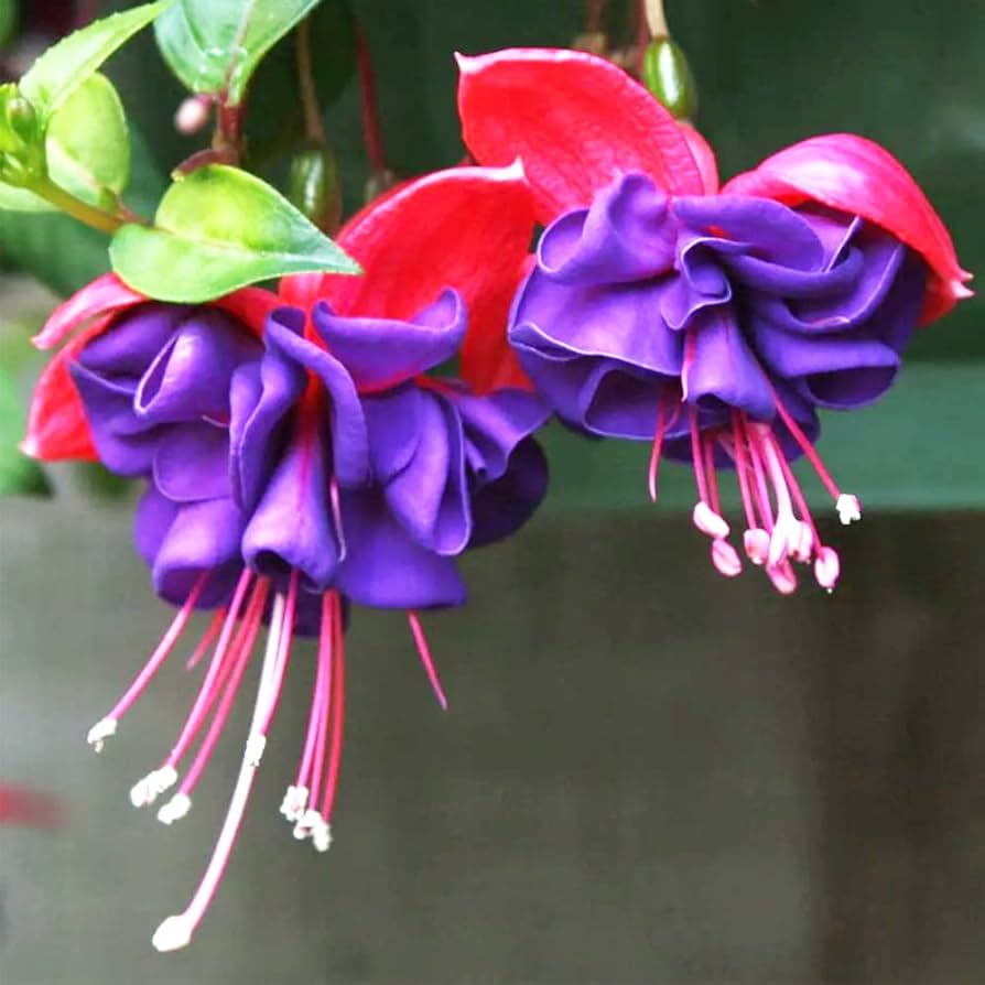 Fuchsias Potted Flowers DIY Seeds