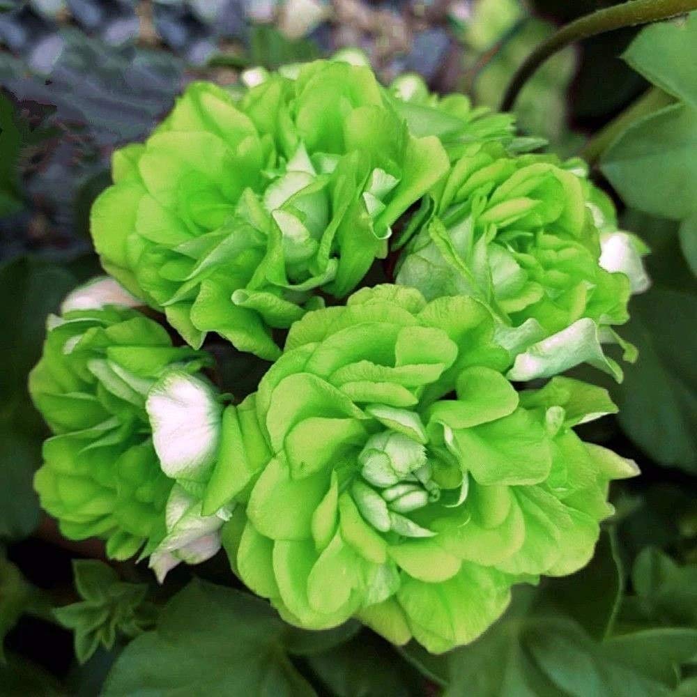 Light Green Geranium Flower Seeds for Planting Cottage Garden Essential Heirloom & GMO Free Seeds for Home Garden
 
 Sale