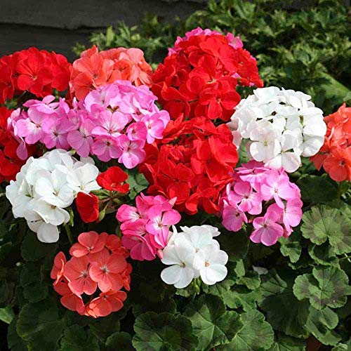 Geranium Flower seeds for Planting Seasonal Bloomer Heirloom & GMO Free Seeds for Home Garden