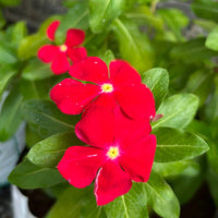 Red Vinca Rosea Flower seeds for Planting - Shade Tolerant, Heirloom & GMO Free Seeds for Home Garden