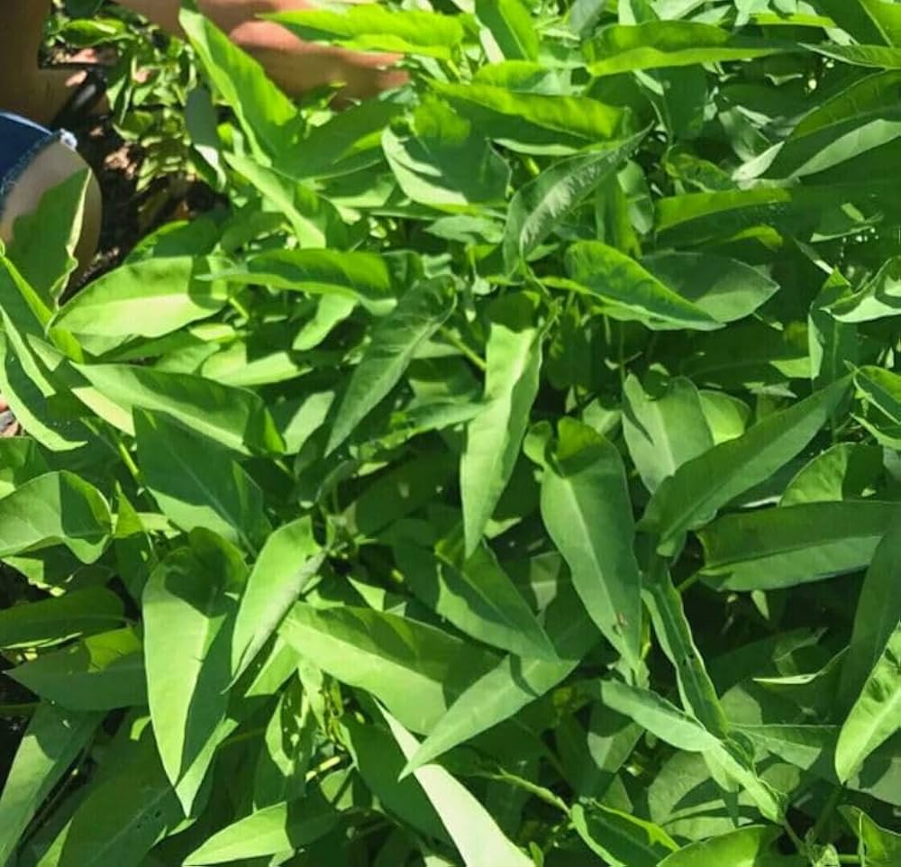 Ong Choy Seeds Water Spinach Leafy Vegetable for Home Garden Planting