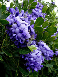 Texas Mountain Laurel Mescal Bean Flower seeds for Planting - Shade Tolerant, Heirloom & GMO Free Seeds for Home Garden