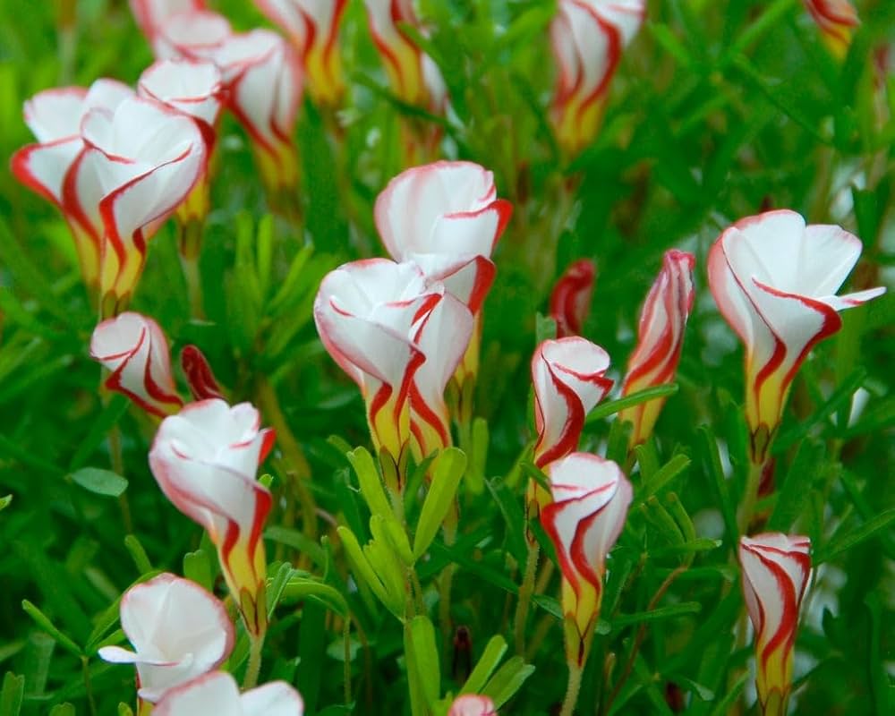 Oxalis Versicolor Flower seeds for Planting Low Maintenance Heirloom & GMO Free Seeds for Home Garden 
 
 Sale