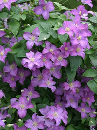 Lavender Clematis Flower seeds for Planting Easy to Grow Heirloom & GMO Free Seeds for Home Garden 
 
 Sale