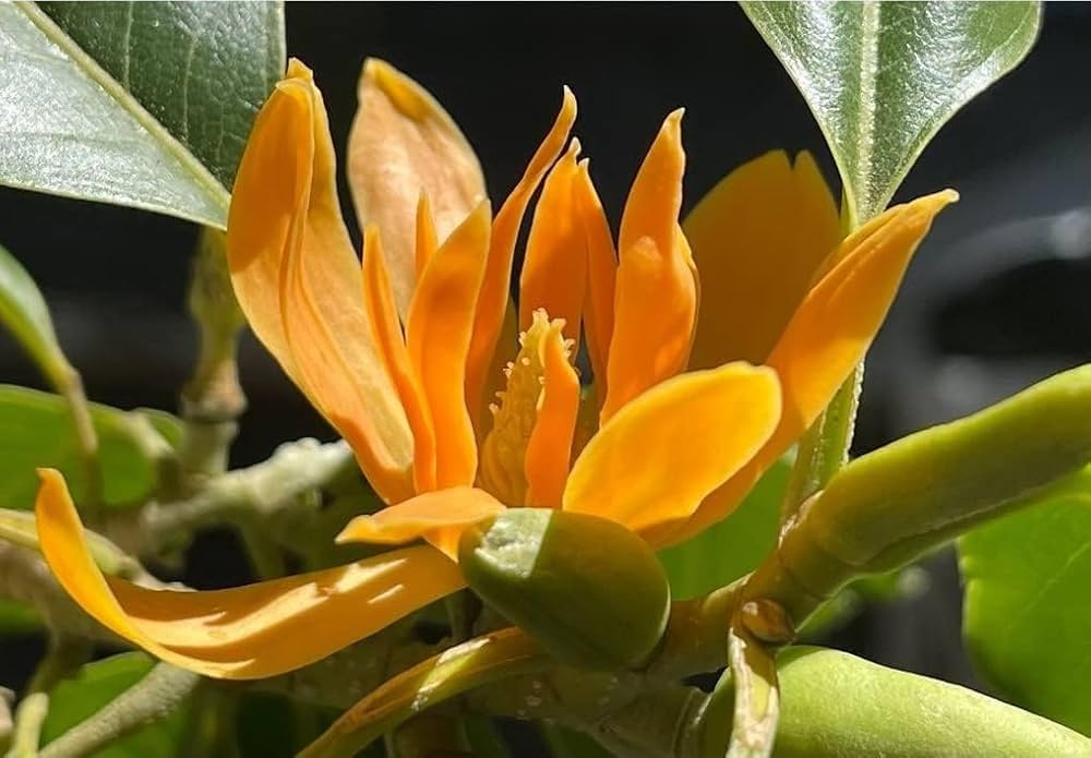 Yellow Magnolia Flower Seeds – Bright, Bold Yellow Magnolias for Ornamental Garden Beauty