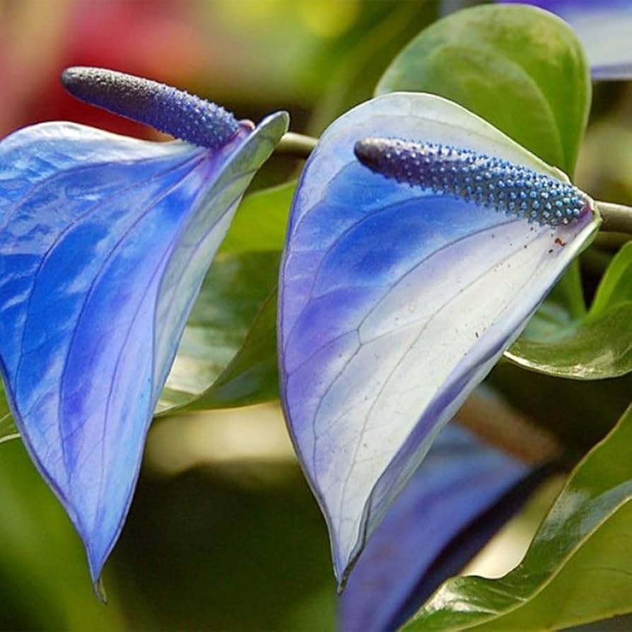 Sky Blue Anthurium Flower seeds for Planting Cut Flower Favorite Heirloom & GMO Free Seeds for Home Garden