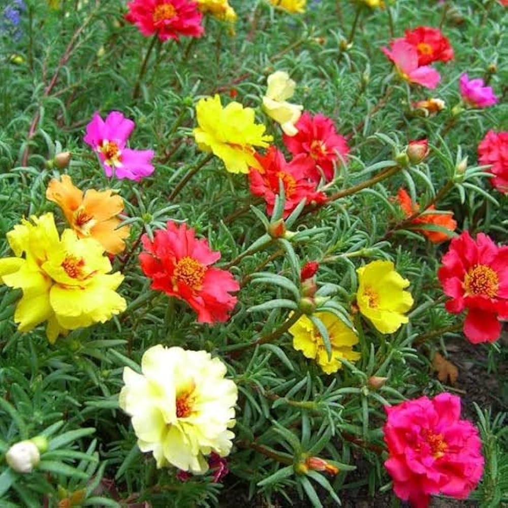 Moss Rose Yellow Seeds for Vibrant Yellow Moss Roses