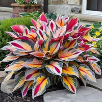 Mixed Hosta plants with lush green foliage growing in a shaded garden.
