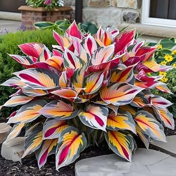 Mixed Hosta plants with lush green foliage growing in a shaded garden.
