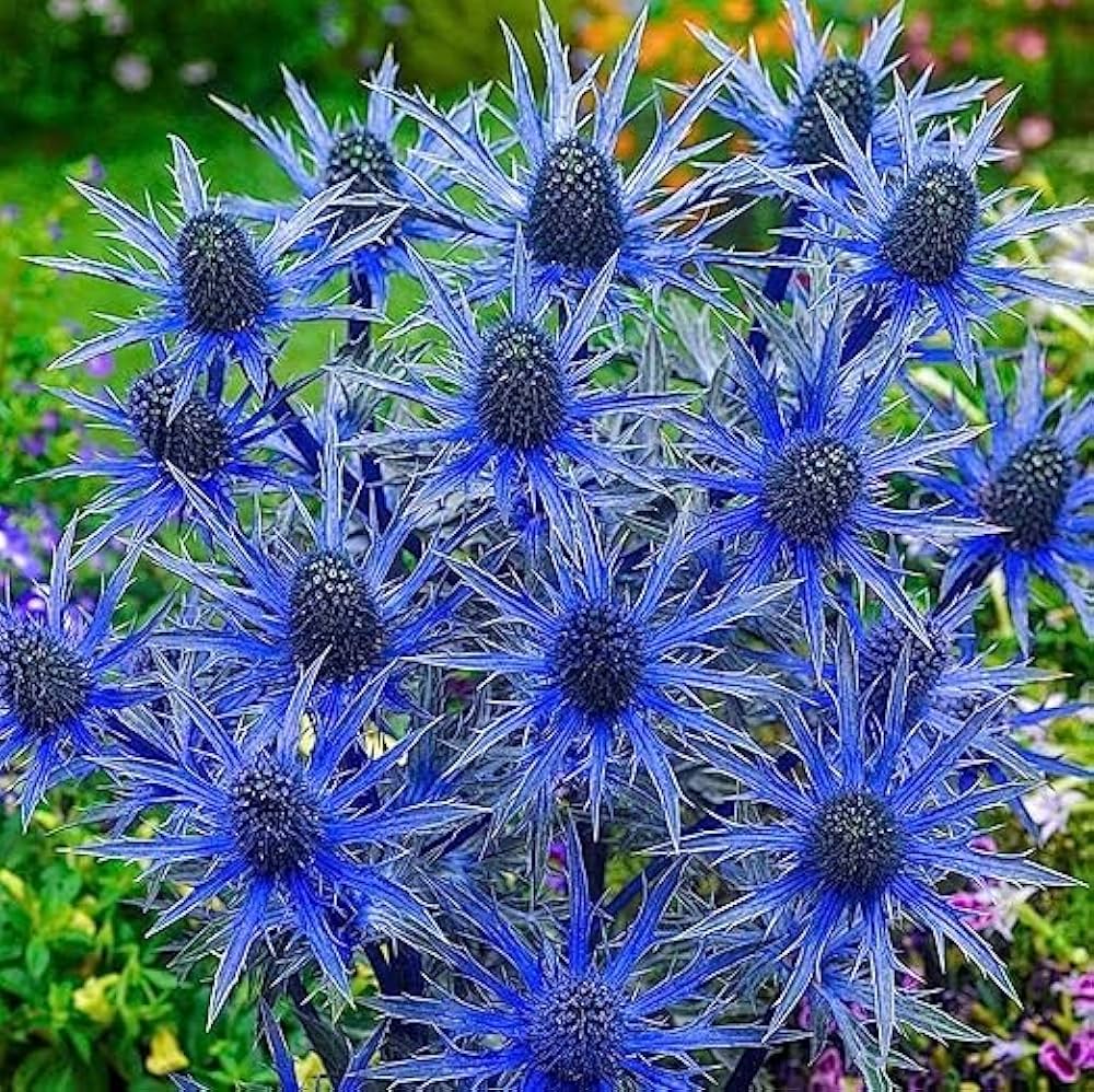 Sea Blue Holly Flower seeds for Planting - Seasonal Bloomer, Heirloom & GMO Free Seeds for Home Garden