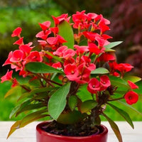 Euphorbia Milii Flower seeds for Planting Premium Quality Heirloom & GMO Free Seeds for Home Garden
 
 Sale