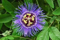 Passion Flower Bonsai (Incarnate Passiflora)