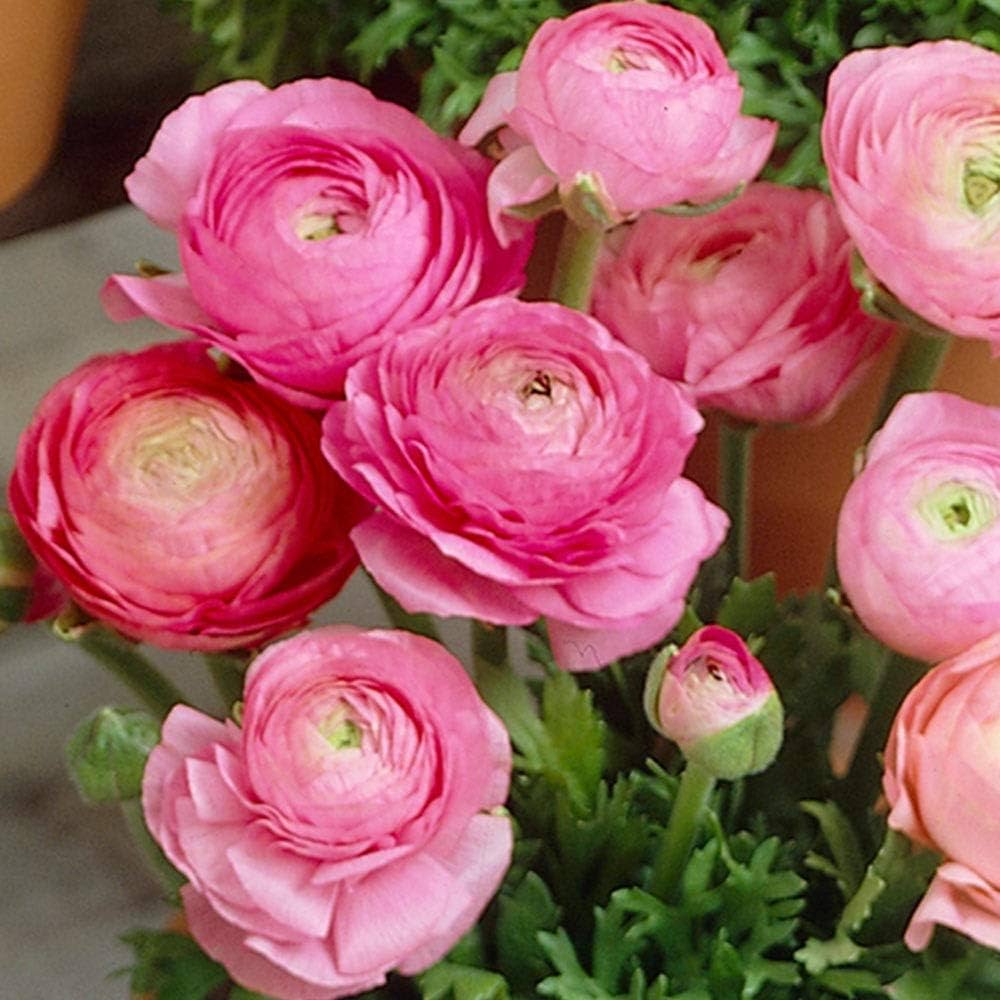 Pale Pink Ranunculus Flower Seeds for Planting Premium Quality Heirloom & GMO Free Seeds for Home Garden
 
 Sale