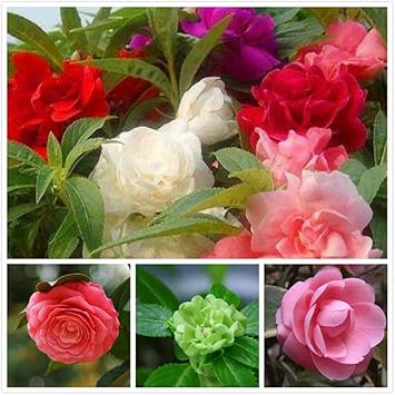 Balsam Flower seeds for Planting - Drought Tolerant, Heirloom & GMO Free Seeds for Home Garden
 
 Sale seeds for home garden